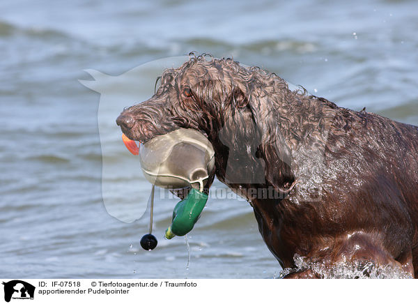apportierender Pudelpointer / retrieving German Broken-coated Pointing Dog / IF-07518