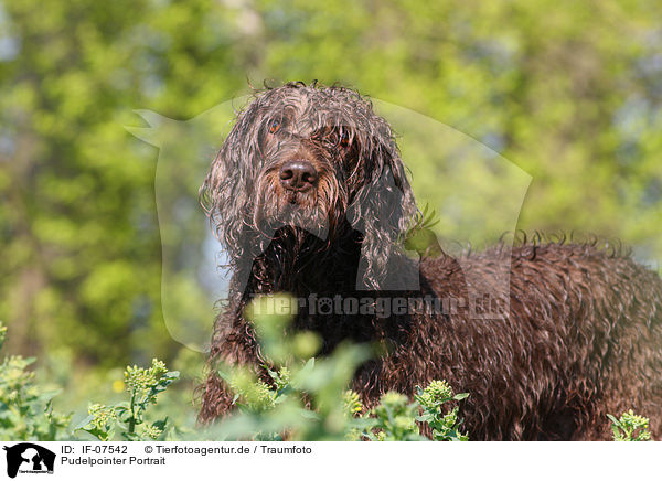 Pudelpointer Portrait / German Broken-coated Pointing Dog Portrait / IF-07542