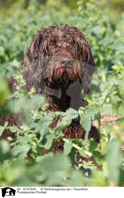 Pudelpointer Portrait / German Broken-coated Pointing Dog Portrait / IF-07545