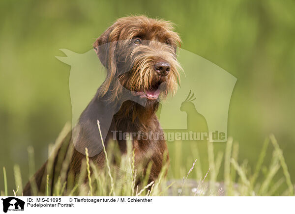 Pudelpointer Portrait / German Broken-coated Pointing Dog Portrait / MIS-01095