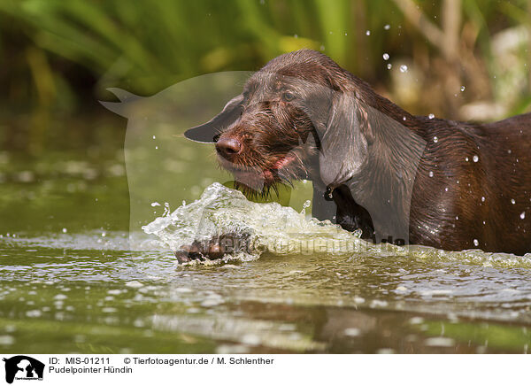 Pudelpointer H�ndin / MIS-01211