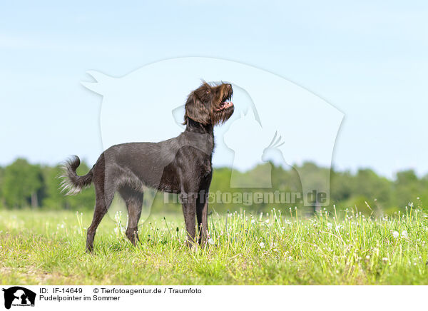 Pudelpointer im Sommer / German Broken-coated Pointing Dog in summer / IF-14649