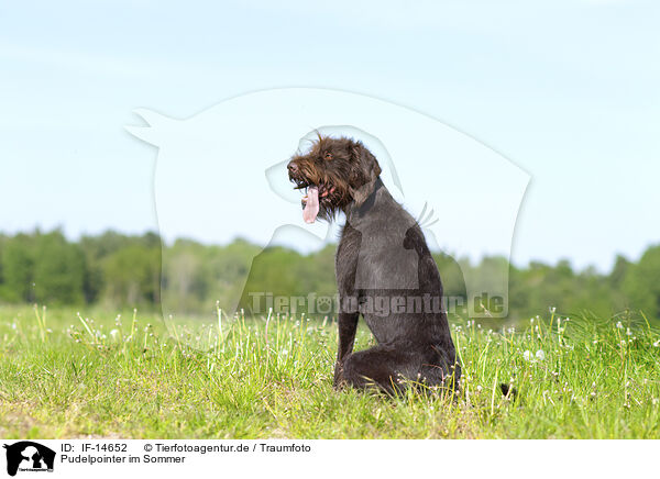 Pudelpointer im Sommer / German Broken-coated Pointing Dog in summer / IF-14652