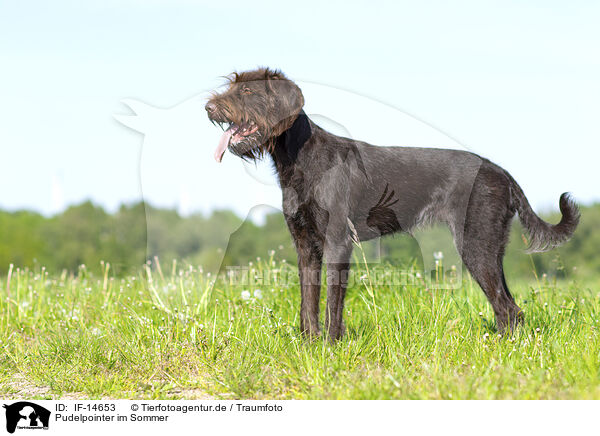 Pudelpointer im Sommer / German Broken-coated Pointing Dog in summer / IF-14653