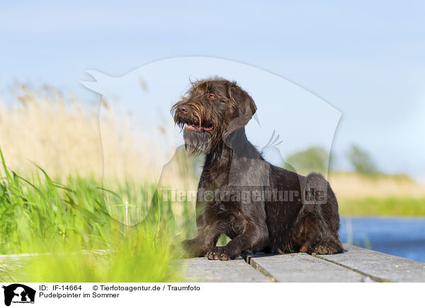 Pudelpointer im Sommer / IF-14664