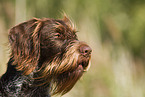 Pudelpointer Portrait