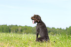 Pudelpointer im Sommer