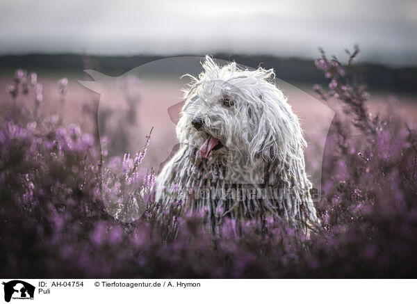 Puli / Puli / AH-04754