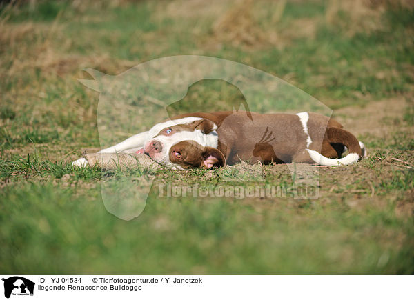 liegende Renascence Bulldogge / lying Renascence Bulldog / YJ-04534