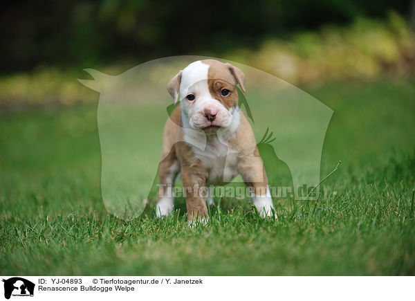Renascence Bulldogge Welpe / Renascence Bulldog Puppy / YJ-04893