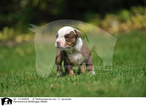 Renascence Bulldogge Welpe / Renascence Bulldog Puppy / YJ-04895