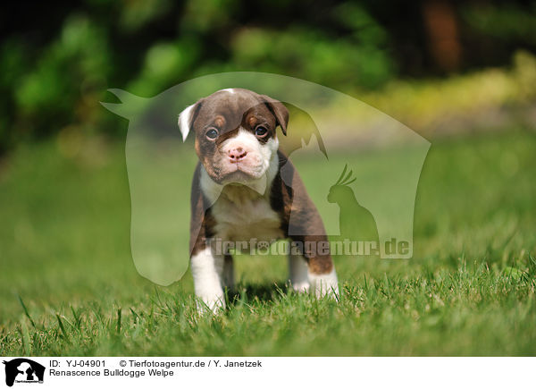 Renascence Bulldogge Welpe / Renascence Bulldog Puppy / YJ-04901