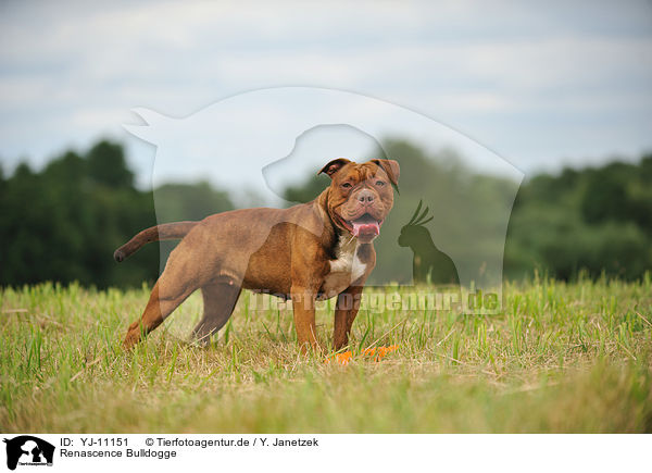 Renascence Bulldogge / Renascence Bulldog / YJ-11151