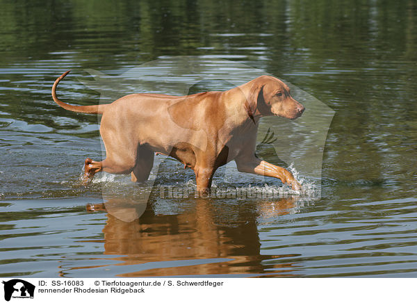 rennender Rhodesian Ridgeback / running Rhodesian Ridgeback / SS-16083