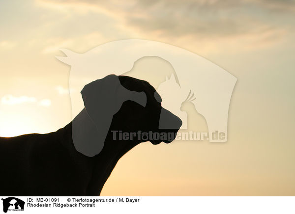 Rhodesian Ridgeback Portrait / Rhodesian Ridgeback Portrait / MB-01091