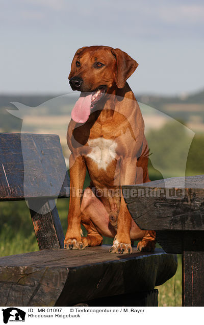 Rhodesian Ridgeback / Rhodesian Ridgeback / MB-01097
