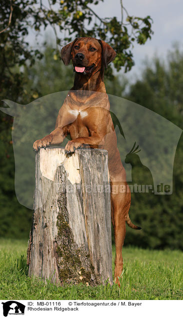 Rhodesian Ridgeback / Rhodesian Ridgeback / MB-01116