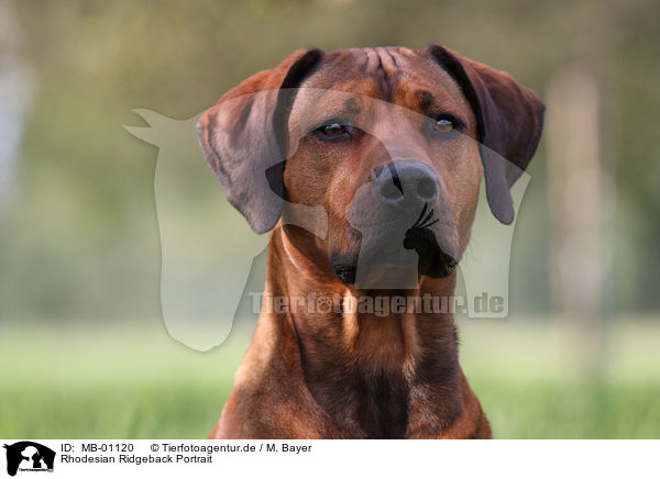 Rhodesian Ridgeback Portrait / Rhodesian Ridgeback Portrait / MB-01120