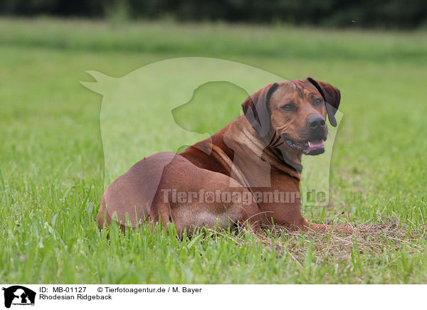Rhodesian Ridgeback / Rhodesian Ridgeback / MB-01127