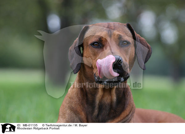 Rhodesian Ridgeback Portrait / Rhodesian Ridgeback Portrait / MB-01135