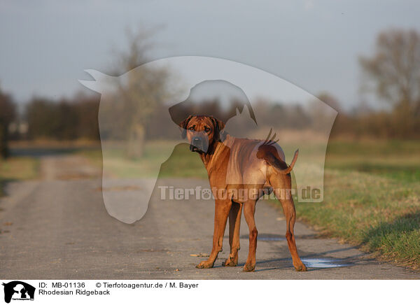 Rhodesian Ridgeback / Rhodesian Ridgeback / MB-01136