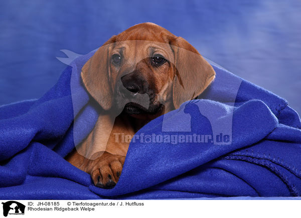 Rhodesian Ridgeback Welpe / Rhodesian Ridgeback Puppy / JH-08185