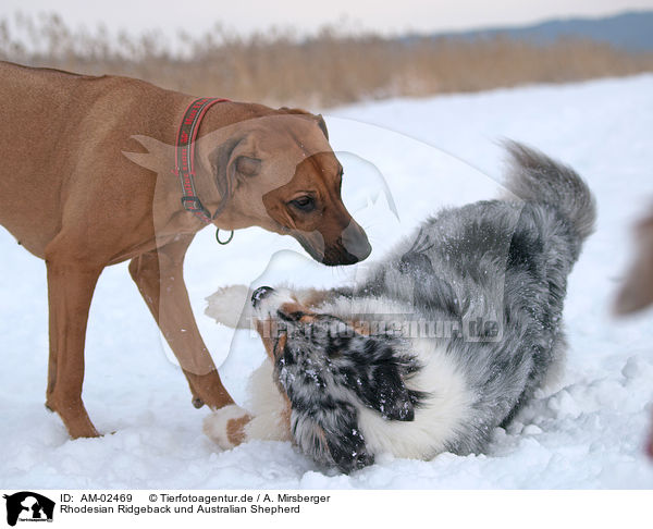 Rhodesian Ridgeback und Australian Shepherd / Rhodesian Ridgeback and Australian Shepherd / AM-02469