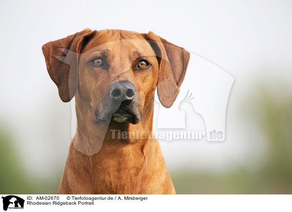 Rhodesian Ridgeback Portrait / Rhodesian Ridgeback Portrait / AM-02670