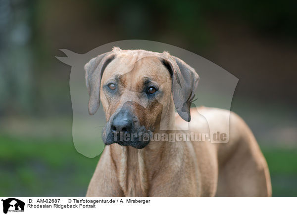 Rhodesian Ridgeback Portrait / Rhodesian Ridgeback Portrait / AM-02687