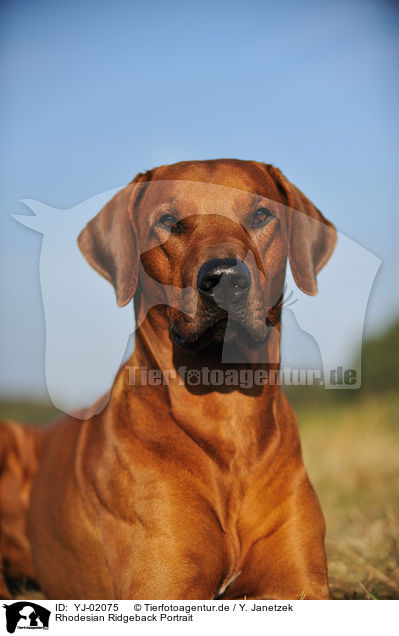 Rhodesian Ridgeback Portrait / Rhodesian Ridgeback Portrait / YJ-02075
