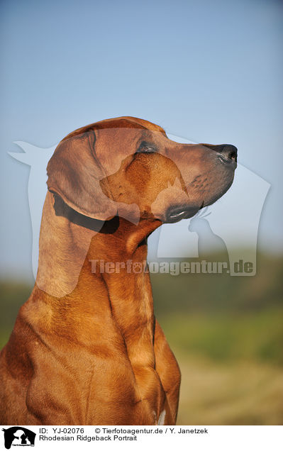 Rhodesian Ridgeback Portrait / Rhodesian Ridgeback Portrait / YJ-02076