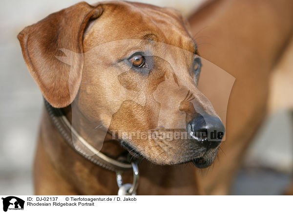 Rhodesian Ridgeback Portrait / Rhodesian Ridgeback Portrait / DJ-02137