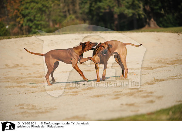 spielende Rhodesian Ridgebacks / playing Rhodesian Ridgebacks / YJ-02801