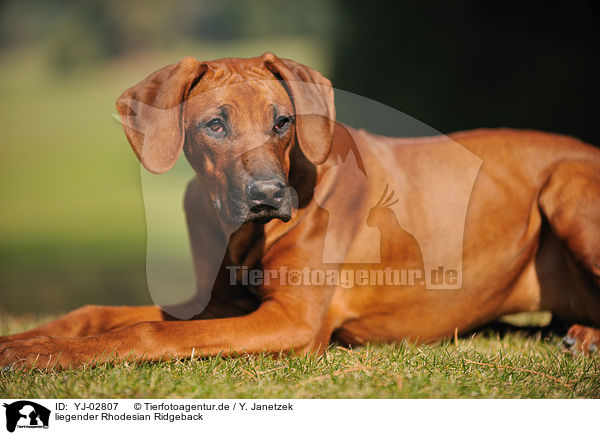 liegender Rhodesian Ridgeback / lying Rhodesian Ridgeback / YJ-02807