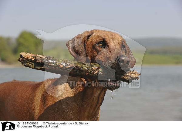 Rhodesian Ridgeback Portrait / Rhodesian Ridgeback Portrait / SST-08069
