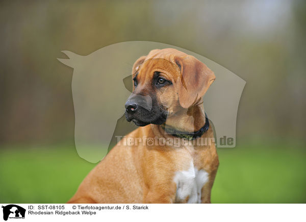 Rhodesian Ridgeback Welpe / Rhodesian Ridgeback Puppy / SST-08105