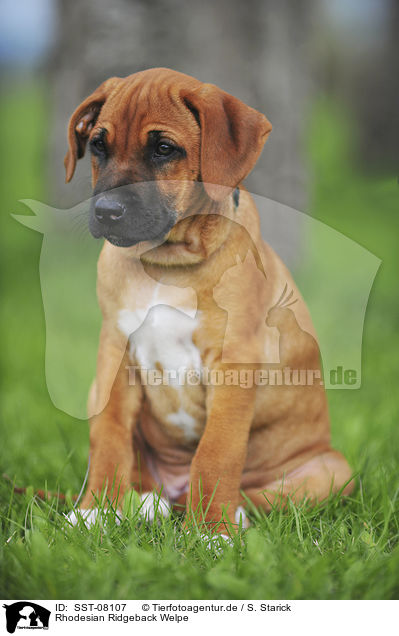 Rhodesian Ridgeback Welpe / Rhodesian Ridgeback Puppy / SST-08107