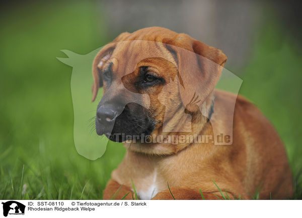 Rhodesian Ridgeback Welpe / Rhodesian Ridgeback Puppy / SST-08110