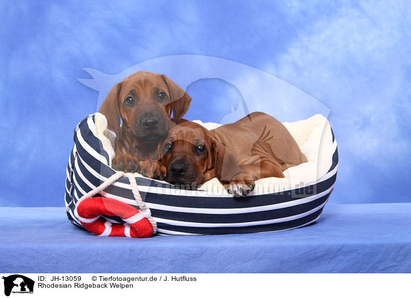 Rhodesian Ridgeback Welpen / Rhodesian Ridgeback Puppies / JH-13059