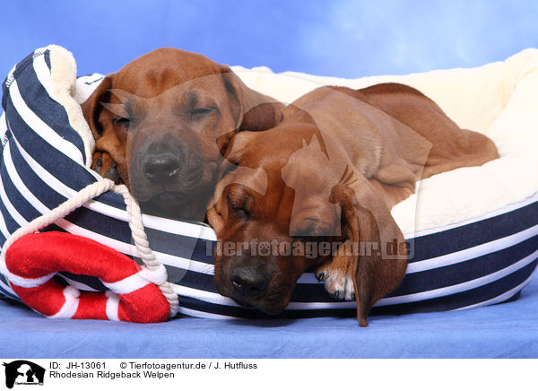 Rhodesian Ridgeback Welpen / Rhodesian Ridgeback Puppies / JH-13061
