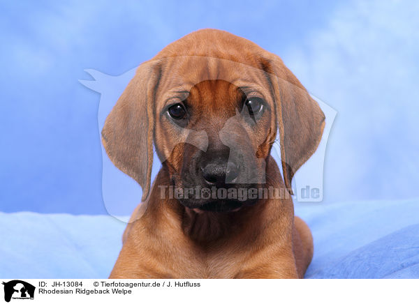 Rhodesian Ridgeback Welpe / Rhodesian Ridgeback Puppy / JH-13084