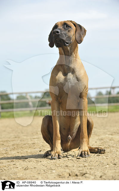 sitzender Rhodesian Ridgeback / sitting Rhodesian Ridgeback / AP-08940