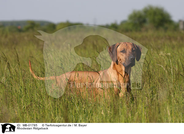 Rhodesian Ridgeback / Rhodesian Ridgeback / MB-01785