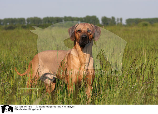 Rhodesian Ridgeback / Rhodesian Ridgeback / MB-01786