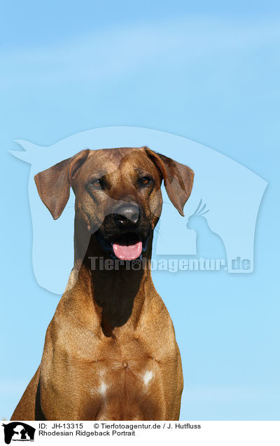 Rhodesian Ridgeback Portrait / Rhodesian Ridgeback Portrait / JH-13315