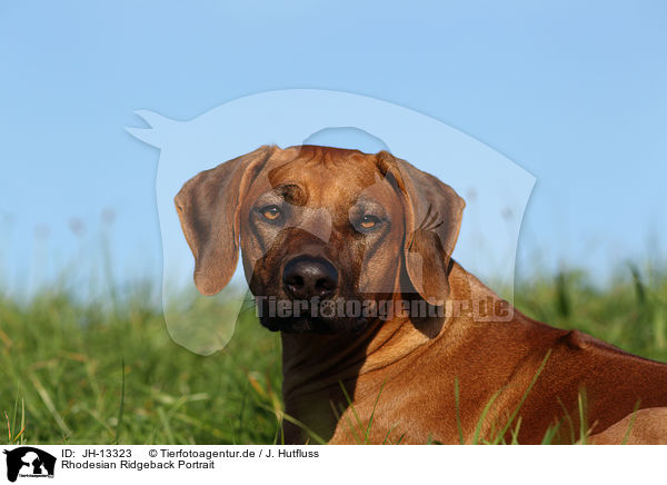 Rhodesian Ridgeback Portrait / Rhodesian Ridgeback Portrait / JH-13323