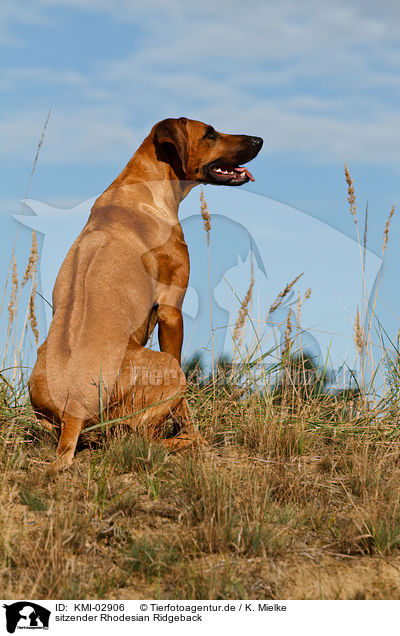 sitzender Rhodesian Ridgeback / sitting Rhodesian Ridgeback / KMI-02906