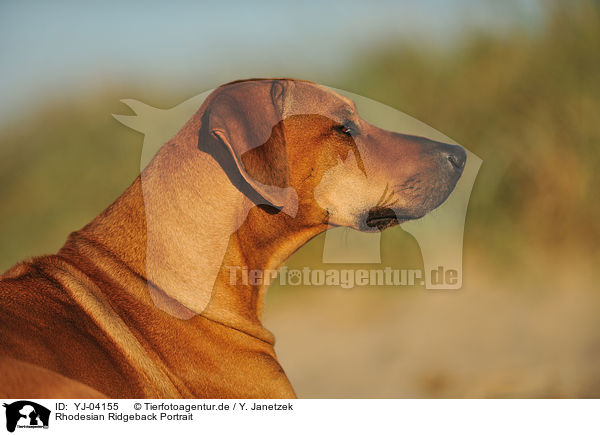 Rhodesian Ridgeback Portrait / Rhodesian Ridgeback Portrait / YJ-04155