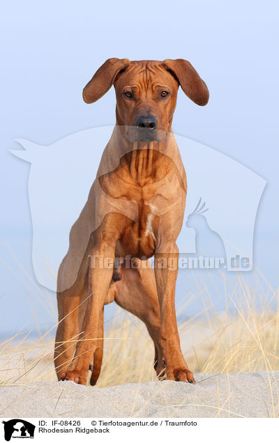 Rhodesian Ridgeback / Rhodesian Ridgeback / IF-08426