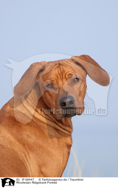 Rhodesian Ridgeback Portrait / Rhodesian Ridgeback Portrait / IF-08447